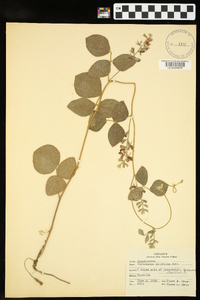 Rhynchosia latifolia image