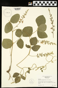 Rhynchosia latifolia image