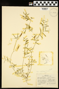 Vicia minutiflora image