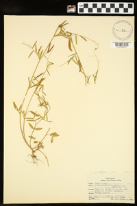 Vicia minutiflora image