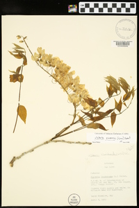 Wisteria sinensis image