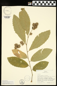 Castanea pumila var. ozarkensis image