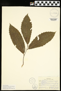 Castanea pumila var. ozarkensis image