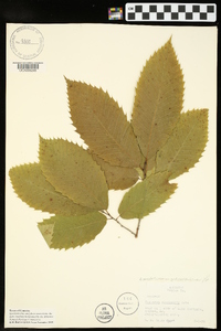 Castanea pumila var. ozarkensis image