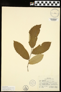 Castanea pumila var. ozarkensis image