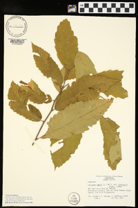 Castanea pumila var. ozarkensis image