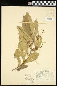 Castanea pumila var. pumila image