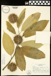 Castanea pumila var. ozarkensis image