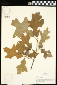 Quercus lyrata image