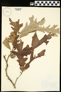 Quercus lyrata image