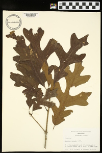 Quercus lyrata image