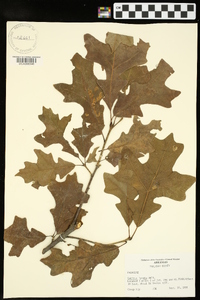 Quercus lyrata image