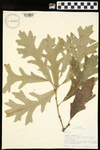 Quercus lyrata image