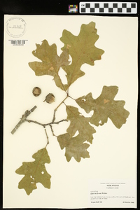 Quercus lyrata image