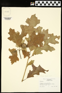 Quercus lyrata image