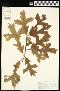 Quercus lyrata image