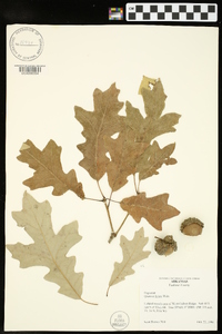 Quercus lyrata image