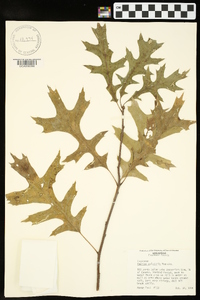 Quercus palustris image