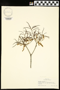 Quercus phellos image