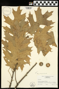 Quercus shumardii image