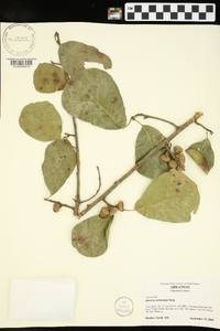 Quercus arkansana image