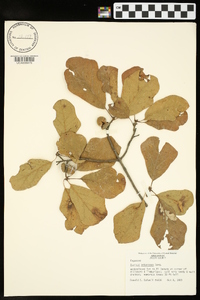 Quercus arkansana image