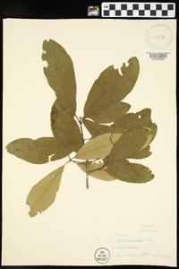 Quercus imbricaria image