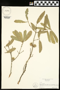 Quercus incana image