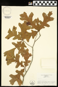 Quercus lyrata image