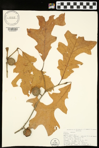 Quercus lyrata image