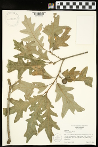 Quercus lyrata image