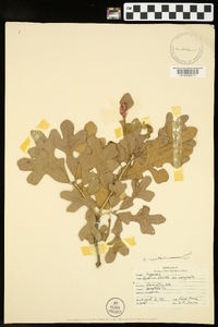 Quercus margaretta image