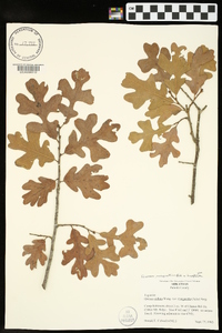 Quercus margaretta image