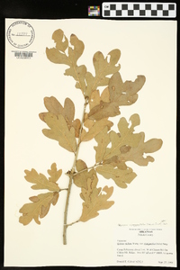 Quercus margaretta image