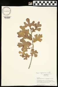 Quercus margaretta image