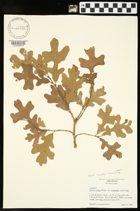 Quercus margaretta image