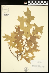 Quercus palustris image