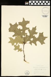 Quercus palustris image