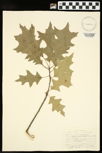 Quercus palustris image