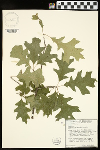 Quercus palustris image