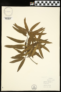 Quercus phellos image