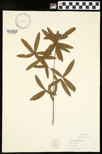 Quercus phellos image