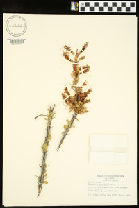 Fouquieria splendens image