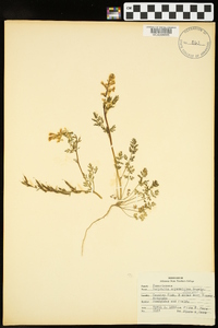 Corydalis crystallina image