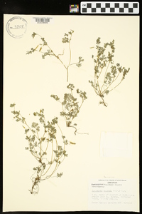 Corydalis flavula image