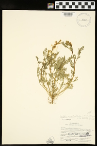 Corydalis micrantha image