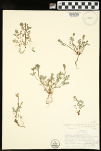 Corydalis micrantha subsp. australis image