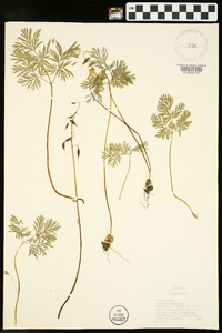 Dicentra cucullaria image