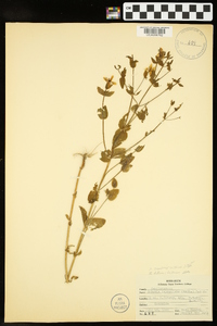 Sabatia angularis image