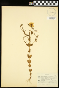 Sabatia campestris image